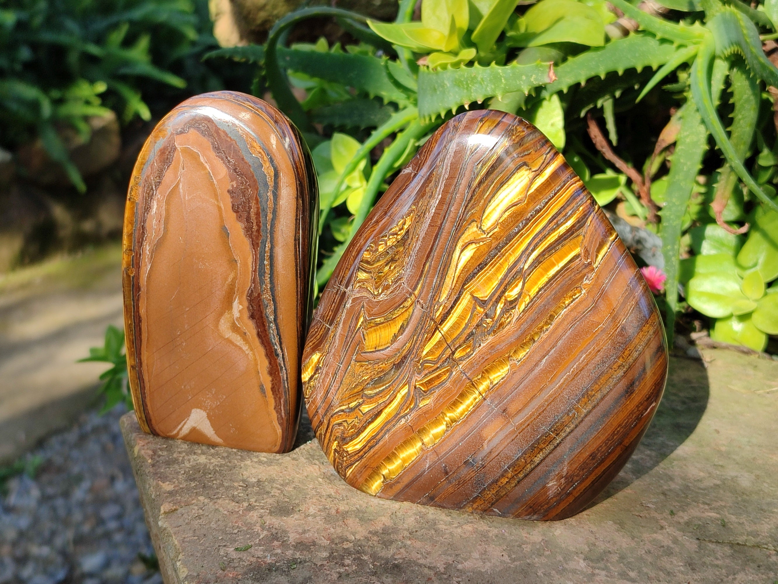 Polished Golden River Tigers Eye Standing Free Forms x 2 From Prieska, South Africa - Toprock Gemstones and Minerals 