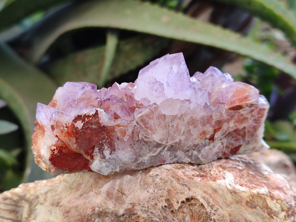 Natural Amethyst Spirit Quartz Clusters x 6 From Boekenhouthoek, South Africa - Toprock Gemstones and Minerals 