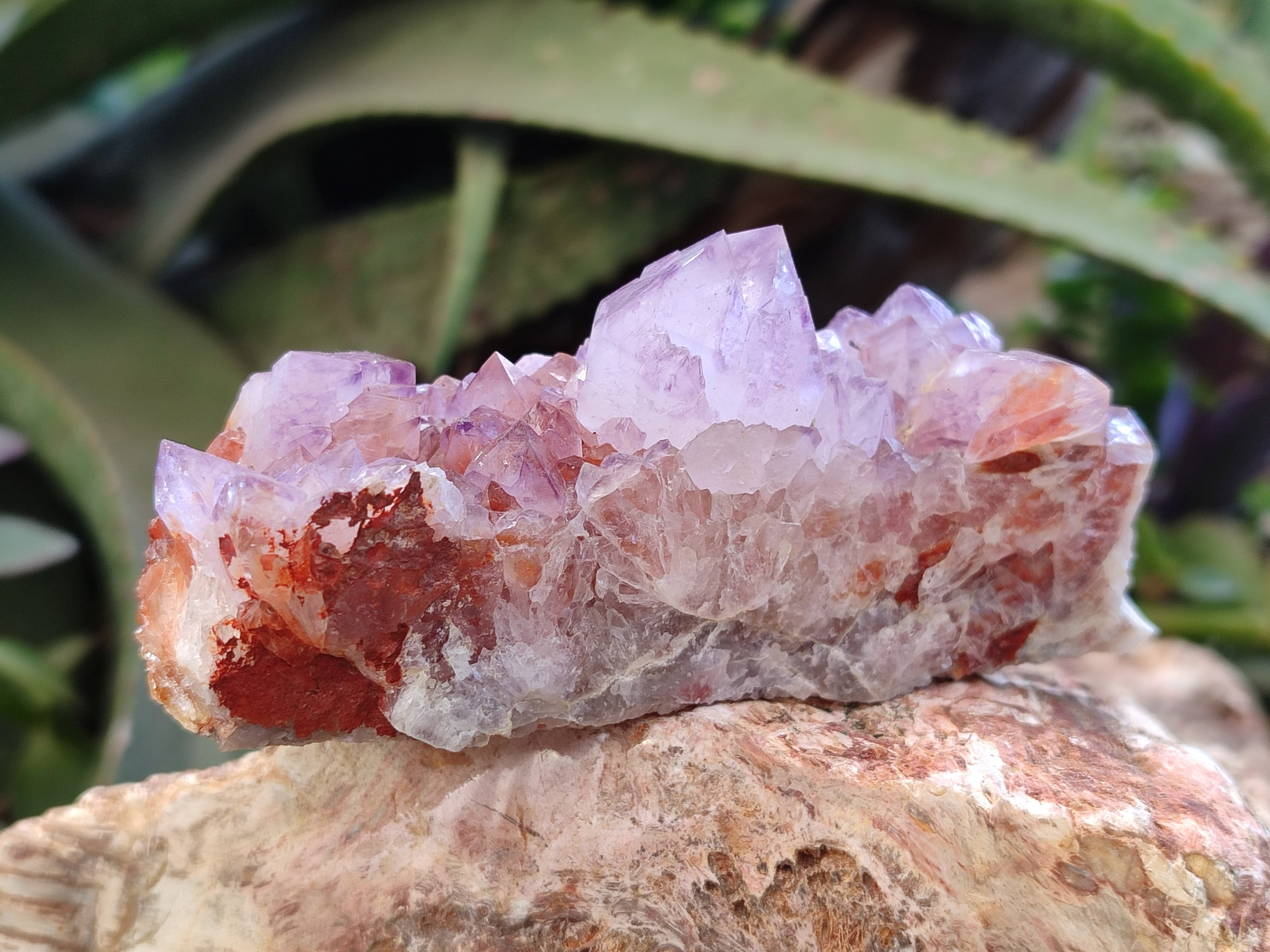 Natural Amethyst Spirit Quartz Clusters x 6 From Boekenhouthoek, South Africa - Toprock Gemstones and Minerals 