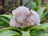 Natural Amethyst Spirit Quartz Clusters x 6 From Boekenhouthoek, South Africa - Toprock Gemstones and Minerals 