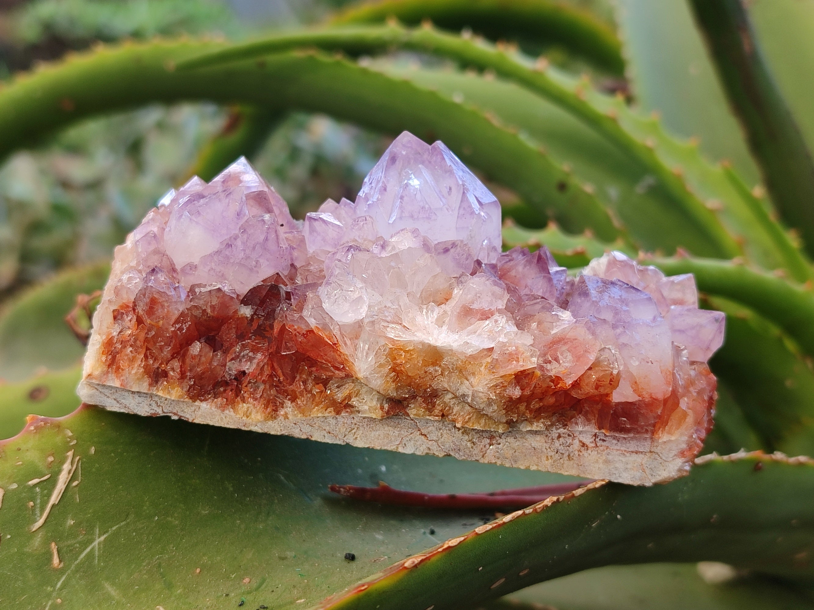 Natural Amethyst Spirit Quartz Clusters x 6 From Boekenhouthoek, South Africa - Toprock Gemstones and Minerals 