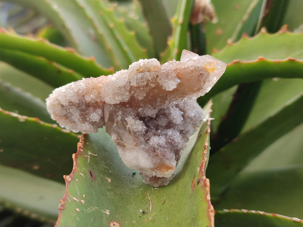 Natural Golden Limonite Spirit Quartz Clusters x 35 From Boekenhouthoek, South Africa - Toprock Gemstones and Minerals 