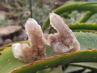 Natural Golden Limonite Spirit Quartz Clusters x 35 From Boekenhouthoek, South Africa - Toprock Gemstones and Minerals 