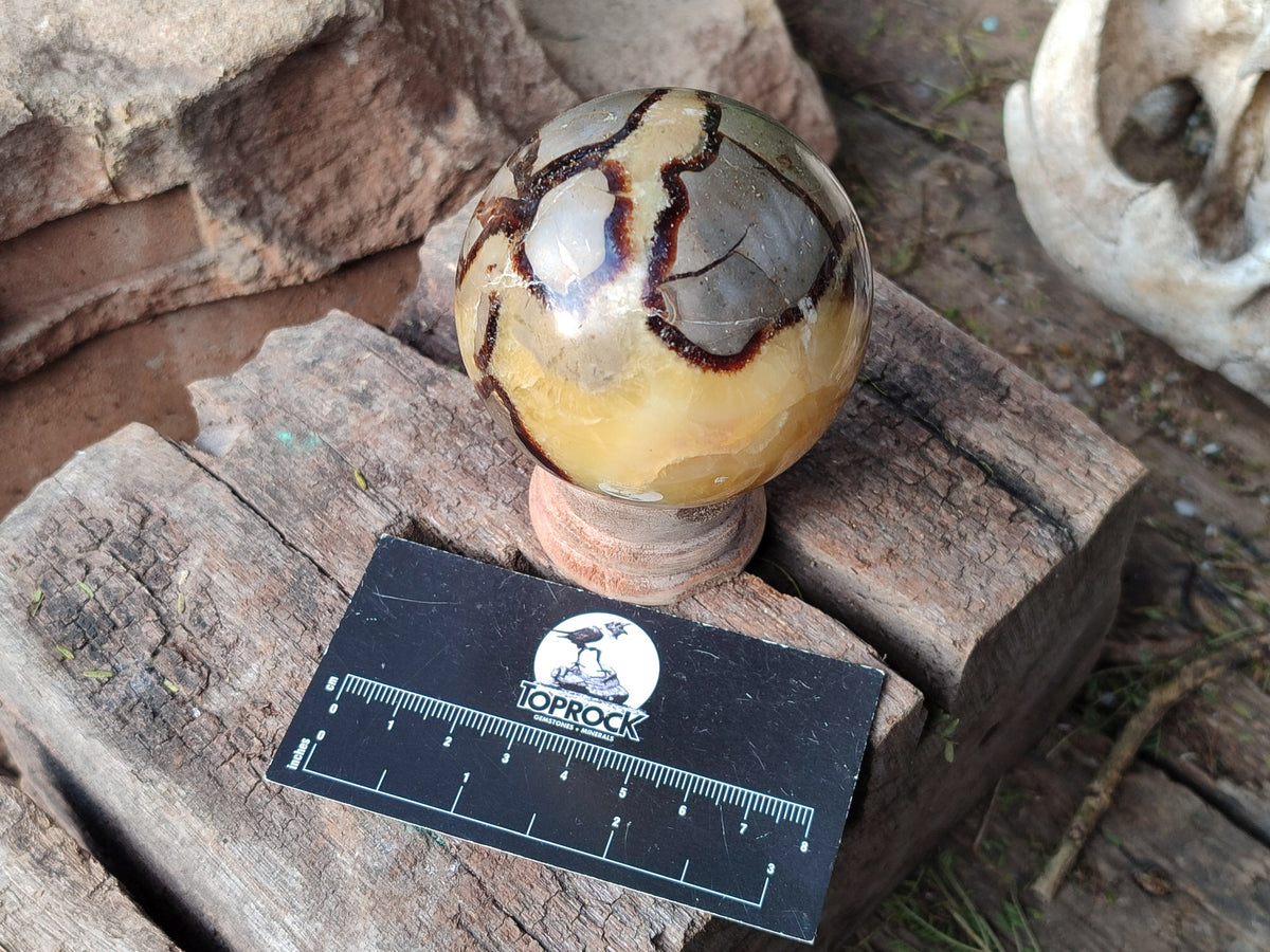 Polished Fossilized Septerye Spheres x 4 From Mahajanga, Madagascar - Toprock Gemstones and Minerals 