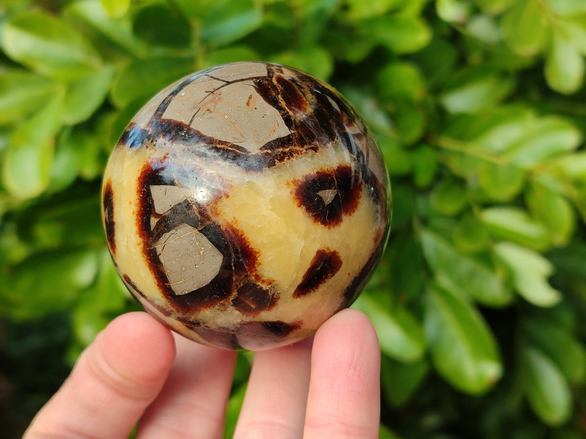 Polished Fossilized Septerye Spheres x 4 From Mahajanga, Madagascar - Toprock Gemstones and Minerals 