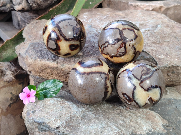 Polished Fossilized Septerye Spheres x 4 From Mahajanga, Madagascar