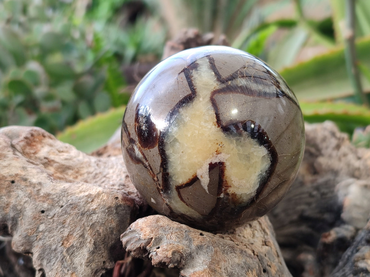Polished Fossilized Septerye Spheres x 4 From Mahajanga, Madagascar - Toprock Gemstones and Minerals 