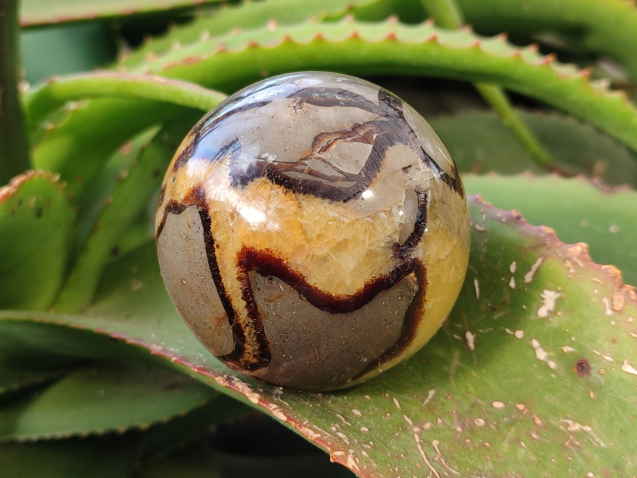 Polished Fossilized Septerye Spheres x 4 From Mahajanga, Madagascar - Toprock Gemstones and Minerals 