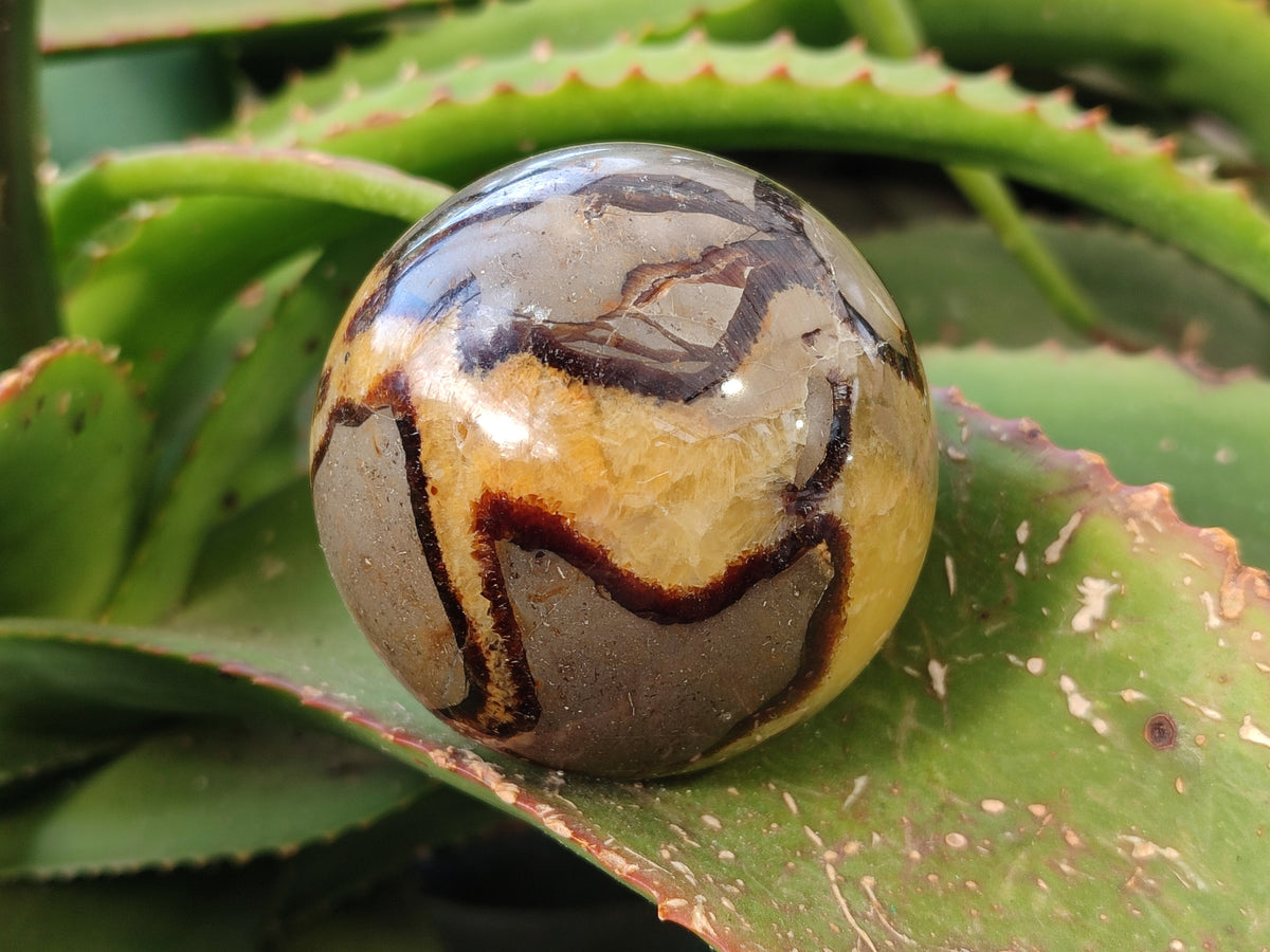 Polished Fossilized Septerye Spheres x 4 From Mahajanga, Madagascar - Toprock Gemstones and Minerals 