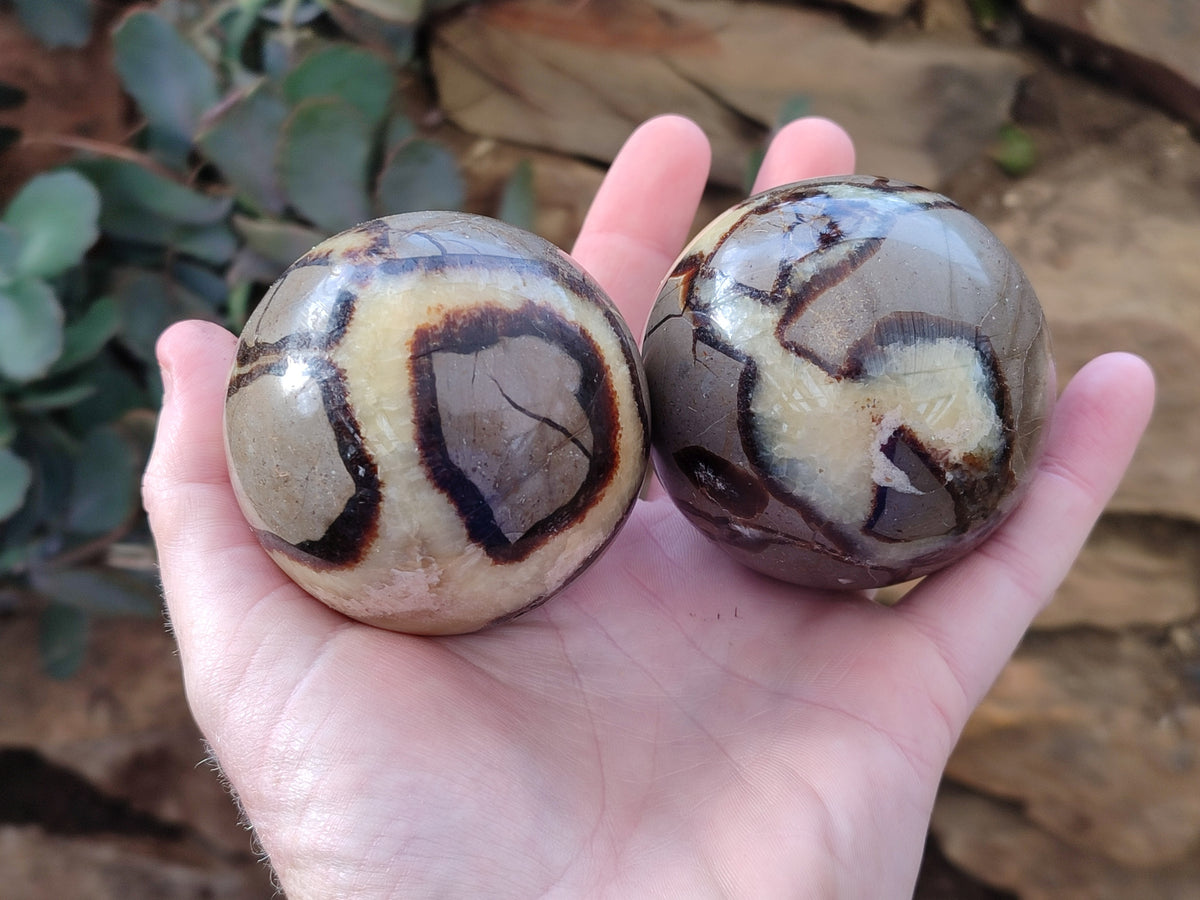 Polished Fossilized Septerye Spheres x 4 From Mahajanga, Madagascar - Toprock Gemstones and Minerals 