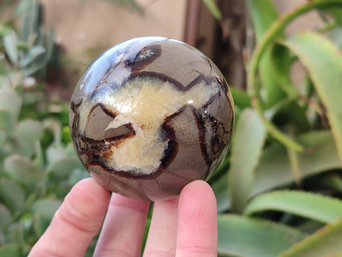 Polished Fossilized Septerye Spheres x 4 From Mahajanga, Madagascar - Toprock Gemstones and Minerals 