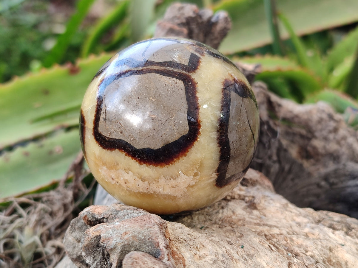 Polished Fossilized Septerye Spheres x 4 From Mahajanga, Madagascar - Toprock Gemstones and Minerals 