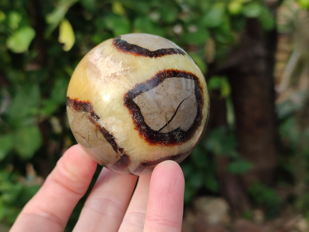 Polished Fossilized Septerye Spheres x 4 From Mahajanga, Madagascar - Toprock Gemstones and Minerals 