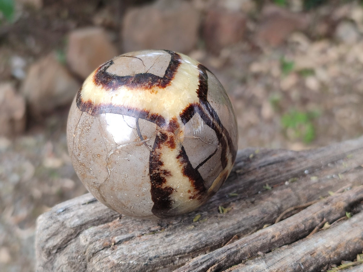 Polished Fossilized Septerye Spheres x 4 From Mahajanga, Madagascar - Toprock Gemstones and Minerals 