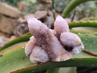 Natural Amethyst Spirit Quartz Clusters x 6 From Boekenhouthoek, South Africa - Toprock Gemstones and Minerals 