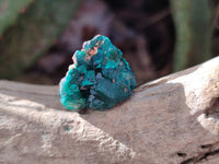 Natural Mini Dioptase On Dolomite Specimens x 35 From Likasi, Congo - Toprock Gemstones and Minerals 