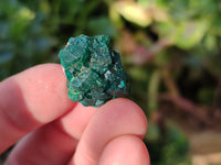 Natural Mini Dioptase On Dolomite Specimens x 35 From Likasi, Congo - Toprock Gemstones and Minerals 
