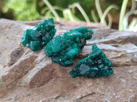 Natural Mini Dioptase On Dolomite Specimens x 35 From Likasi, Congo - Toprock Gemstones and Minerals 