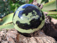Polished Leopard Stone Spheres x 2 From Nyanga, Zimbabwe