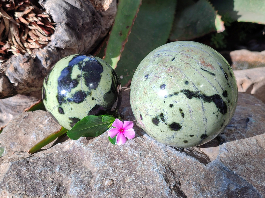 Polished Leopard Stone Spheres x 2 From Nyanga, Zimbabwe - Toprock Gemstones and Minerals 
