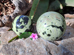 Polished Leopard Stone Spheres x 2 From Nyanga, Zimbabwe - Toprock Gemstones and Minerals 