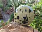 Polished Leopard Stone Spheres x 2 From Nyanga, Zimbabwe - Toprock Gemstones and Minerals 