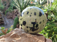 Polished Leopard Stone Spheres x 2 From Nyanga, Zimbabwe