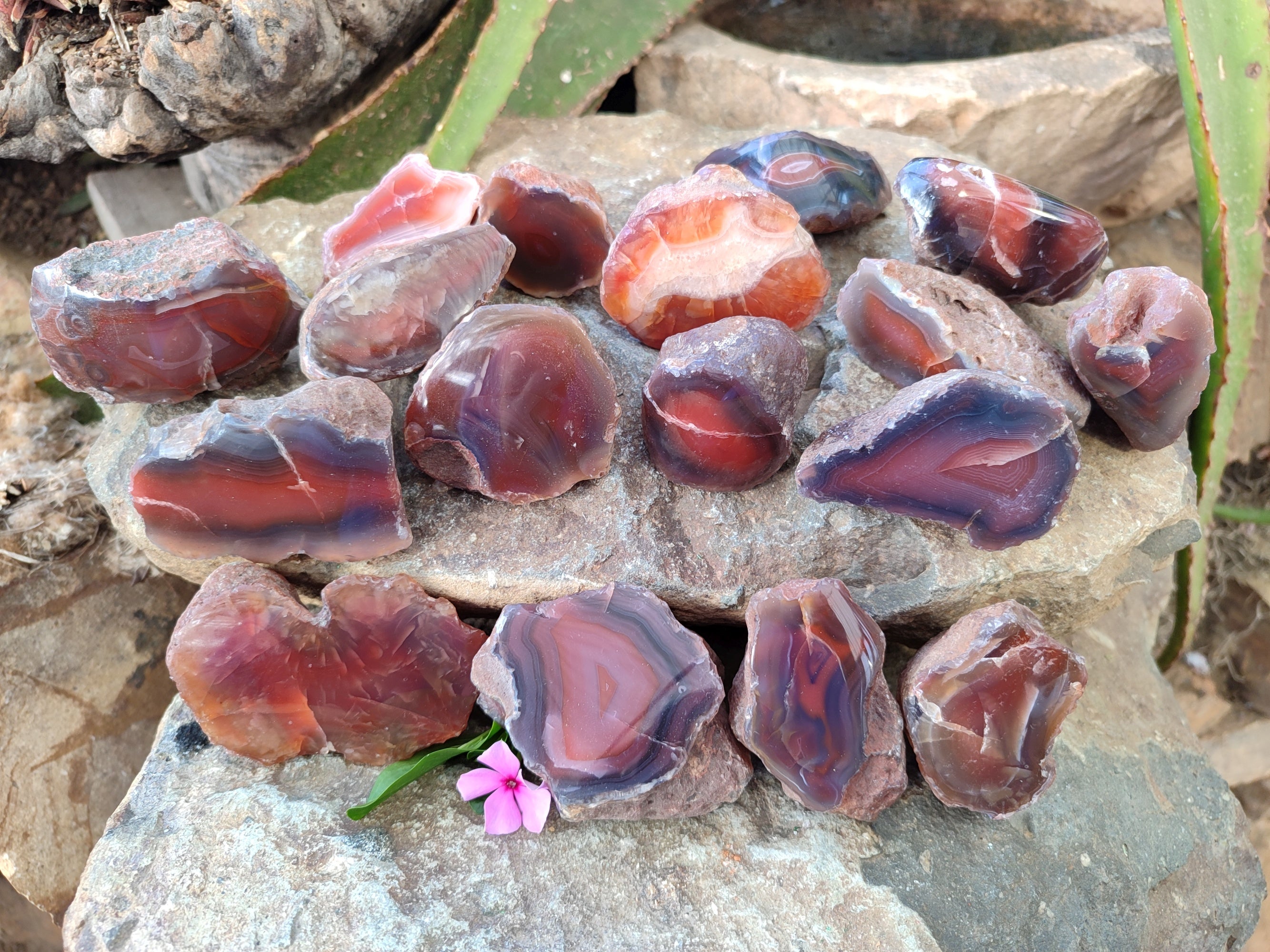 Polished On One Side Red Sashe River Agate Nodules x 24 From Zimbabwe - Toprock Gemstones and Minerals 