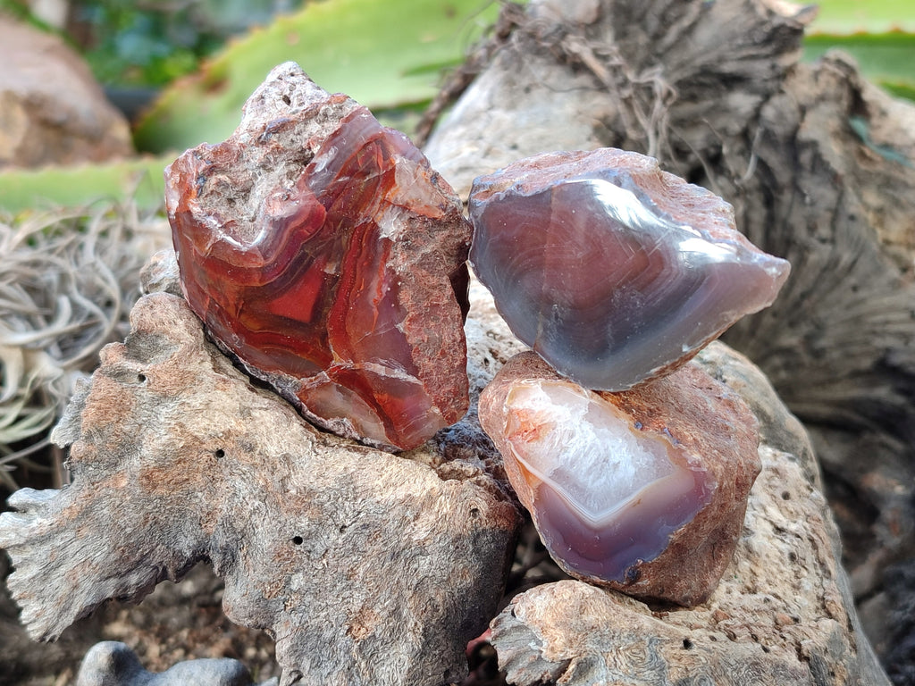 Polished On One Side Red Sashe River Agate Nodules x 24 From Zimbabwe - Toprock Gemstones and Minerals 