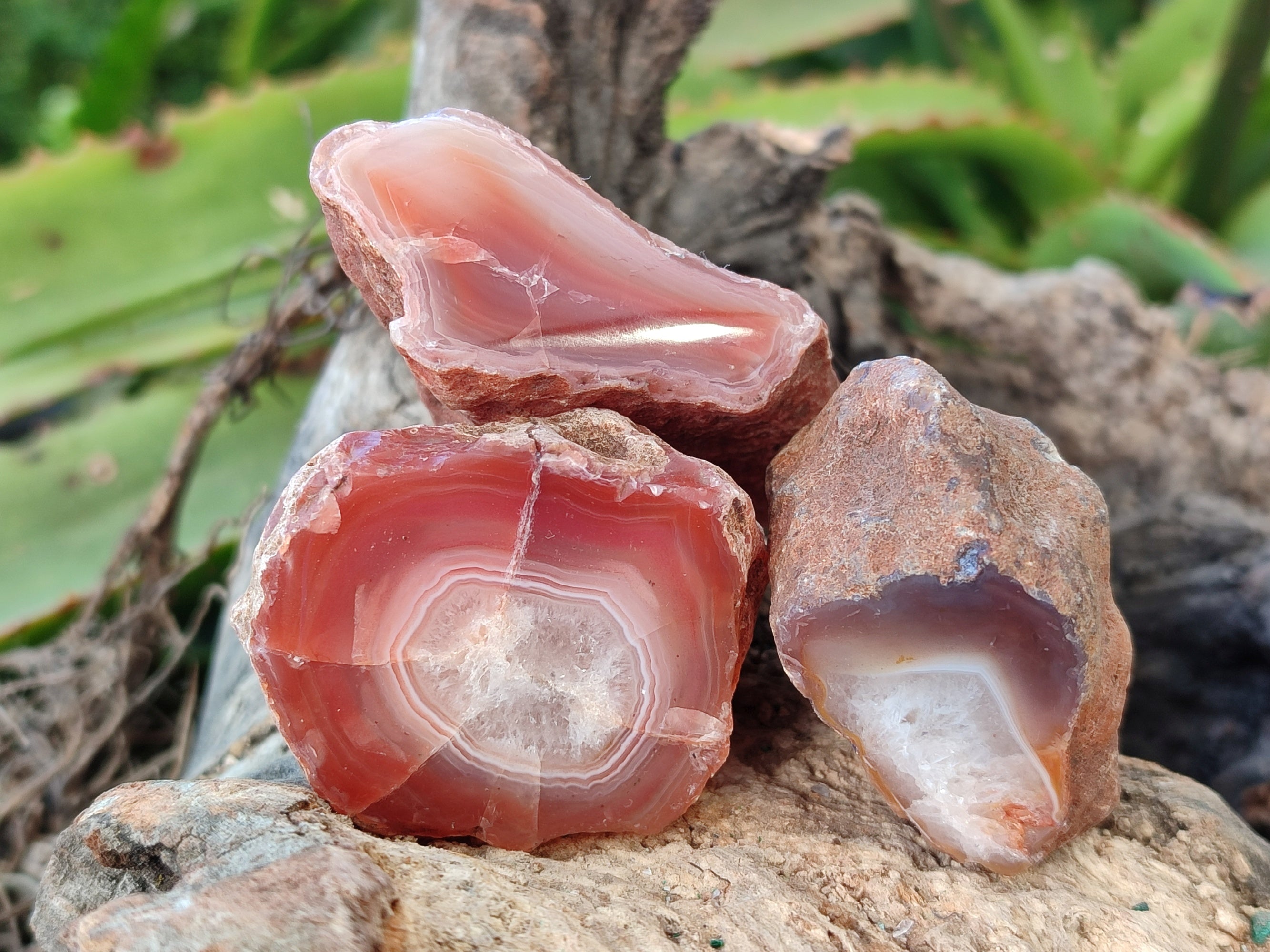 Polished On One Side Red Sashe River Agate Nodules x 24 From Zimbabwe - Toprock Gemstones and Minerals 