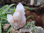 Natural Light Amethyst Spirit Quartz Clusters x 4 From Boekenhouthoek, South Africa - Toprock Gemstones and Minerals 