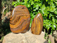 Polished Golden River Tigers Eye Standing Free Forms x 2 From Prieska, South Africa