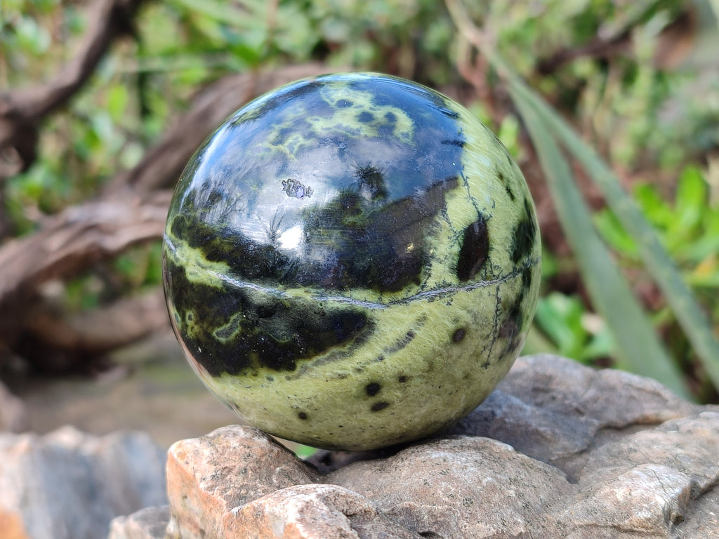 Polished Leopard Stone Spheres x 3 From Nyanga, Zimbabwe - Toprock Gemstones and Minerals 