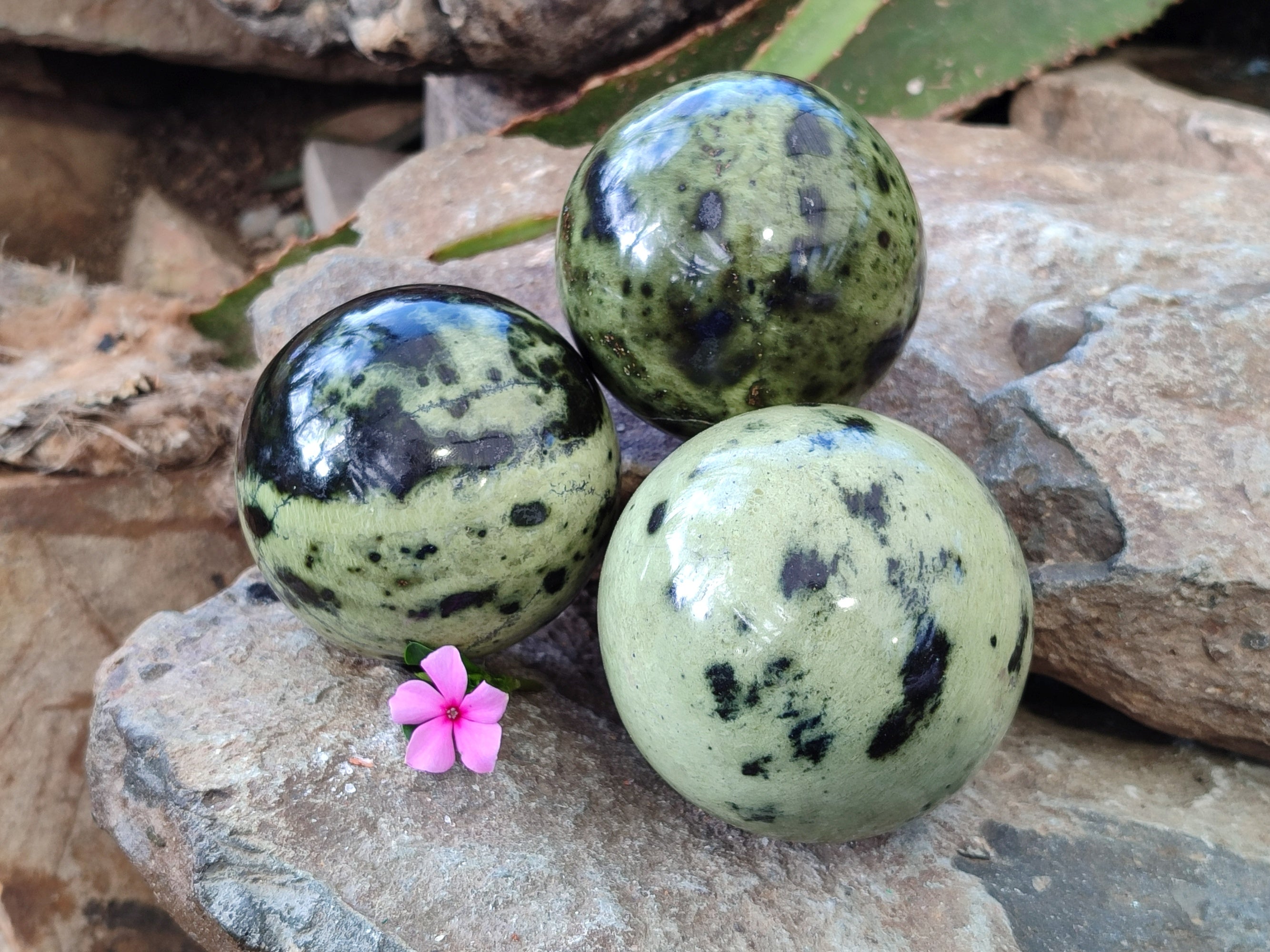 Polished Leopard Stone Spheres x 3 From Nyanga, Zimbabwe - Toprock Gemstones and Minerals 