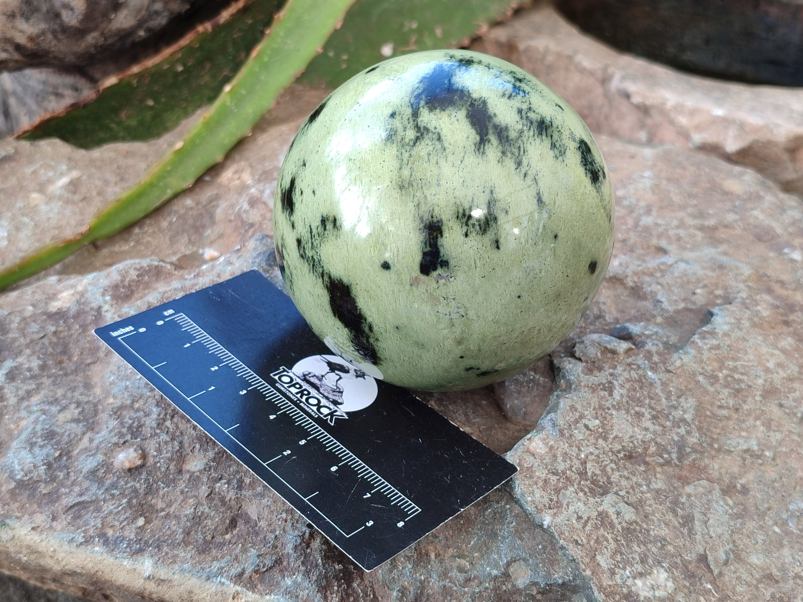 Polished Leopard Stone Spheres x 3 From Nyanga, Zimbabwe - Toprock Gemstones and Minerals 