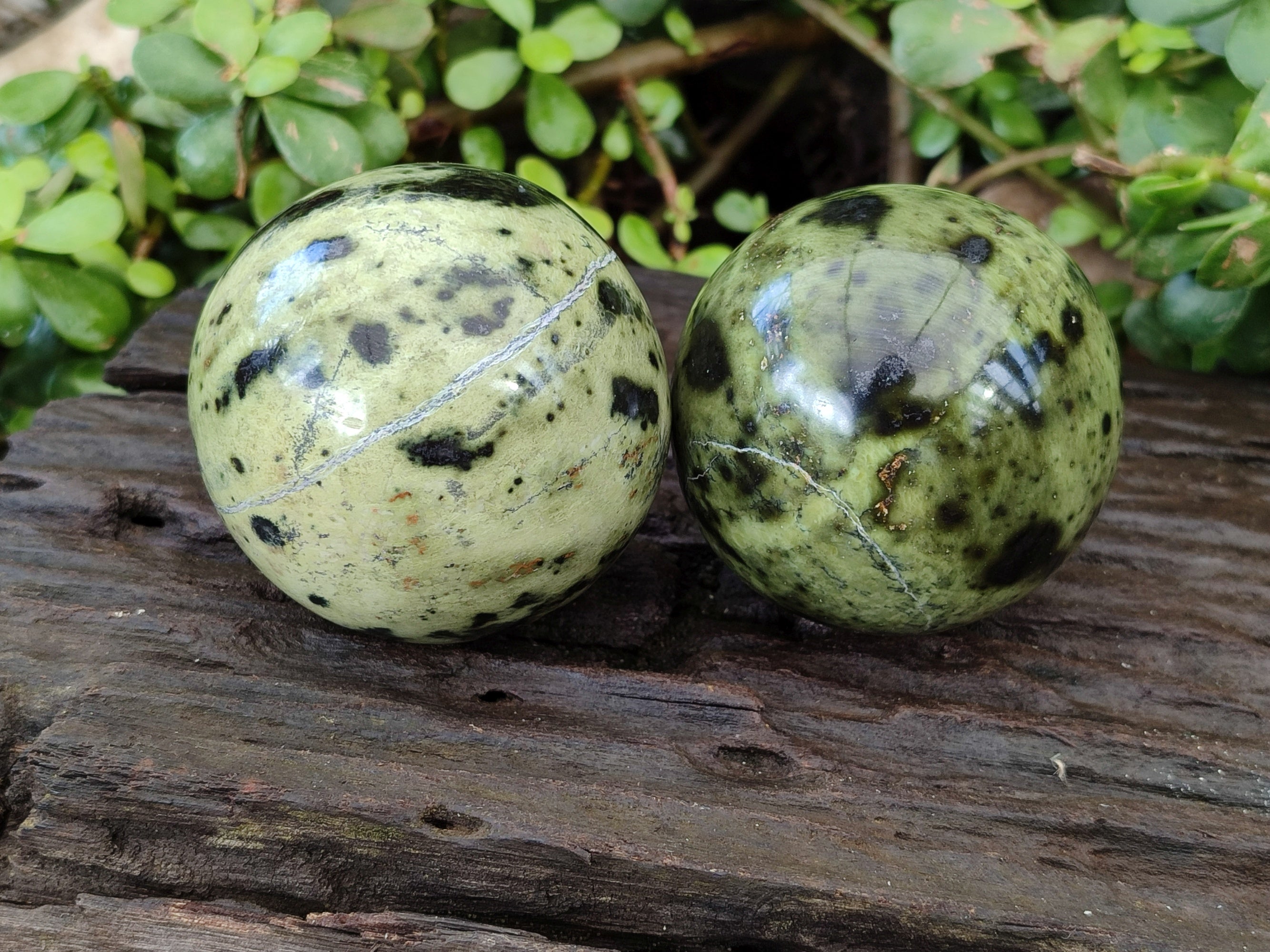 Polished Leopard Stone Spheres x 3 From Nyanga, Zimbabwe - Toprock Gemstones and Minerals 