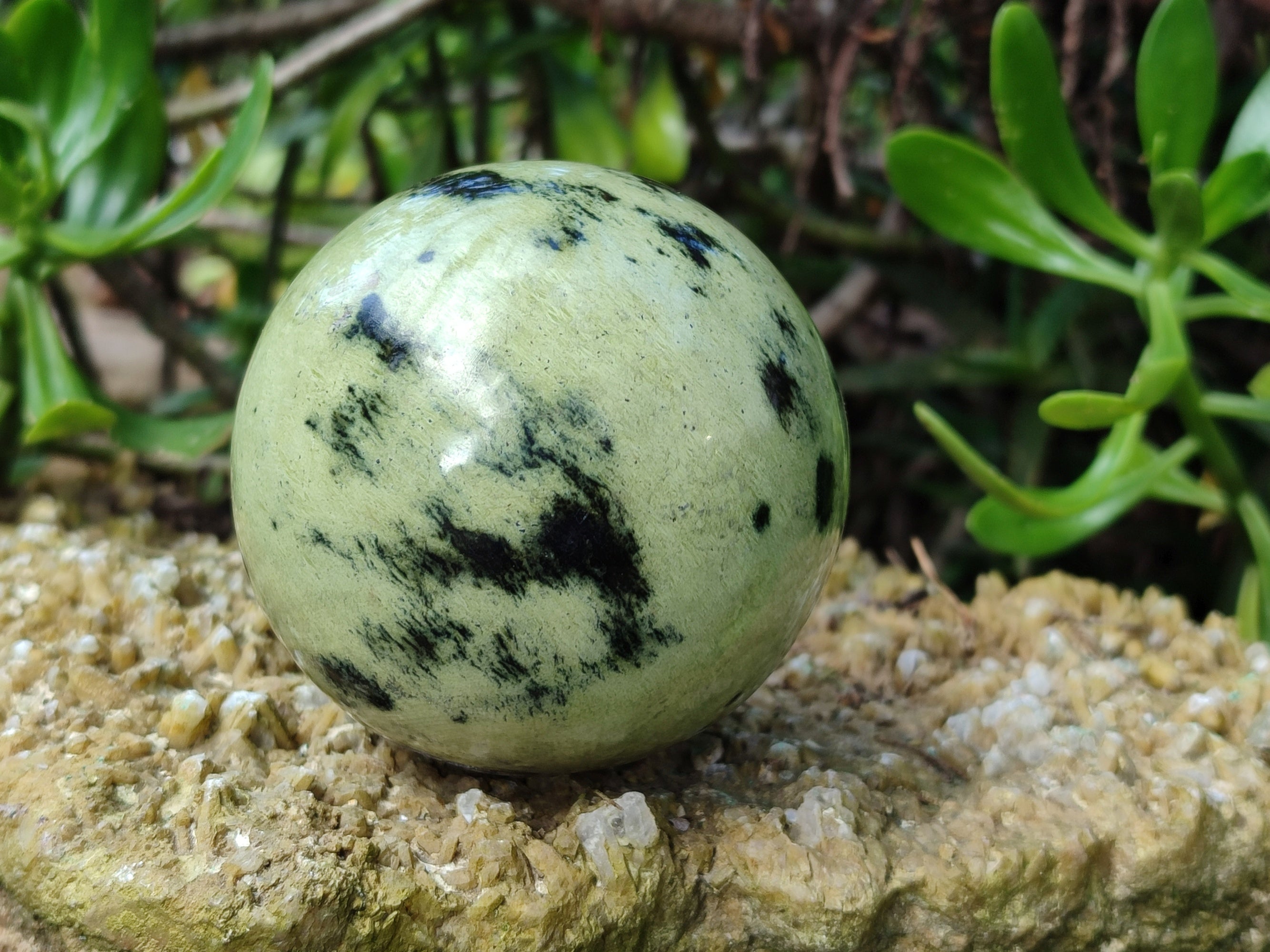Polished Leopard Stone Spheres x 3 From Nyanga, Zimbabwe - Toprock Gemstones and Minerals 
