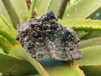 Natural Libethenite Crystals On Dolomite Matrix Specimens x 6 From Shituru, Congo