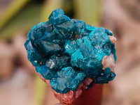 Natural Small Dioptase On Dolomite Specimens x 20 From Likasi, Congo - Toprock Gemstones and Minerals 
