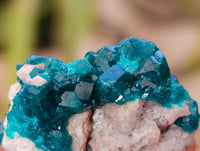 Natural Small Dioptase On Dolomite Specimens x 20 From Likasi, Congo - Toprock Gemstones and Minerals 