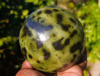 Polished Leopard Stone Sphere x 1 From Nyanga, Zimbabwe