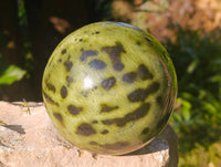 Polished Leopard Stone Sphere x 1 From Nyanga, Zimbabwe