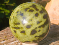 Polished Leopard Stone Sphere x 1 From Nyanga, Zimbabwe