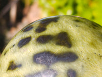 Polished Leopard Stone Sphere x 1 From Nyanga, Zimbabwe