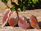 Polished On One Side Red Sashe River Agate Nodules x 35 From Zimbabwe - Toprock Gemstones and Minerals 