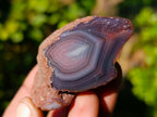 Polished On One Side Red Sashe River Agate Nodules x 35 From Zimbabwe - Toprock Gemstones and Minerals 