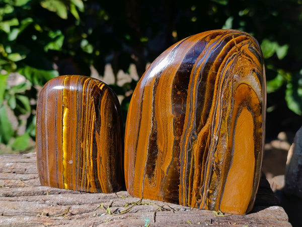 Polished Banded Tiger Iron with Tigers Eye Standing Free Forms x 2 From South Africa