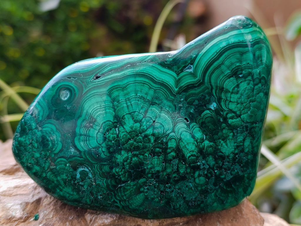 Polished Flower Banded Malachite Free Forms x 4 From Congo - Toprock Gemstones and Minerals 