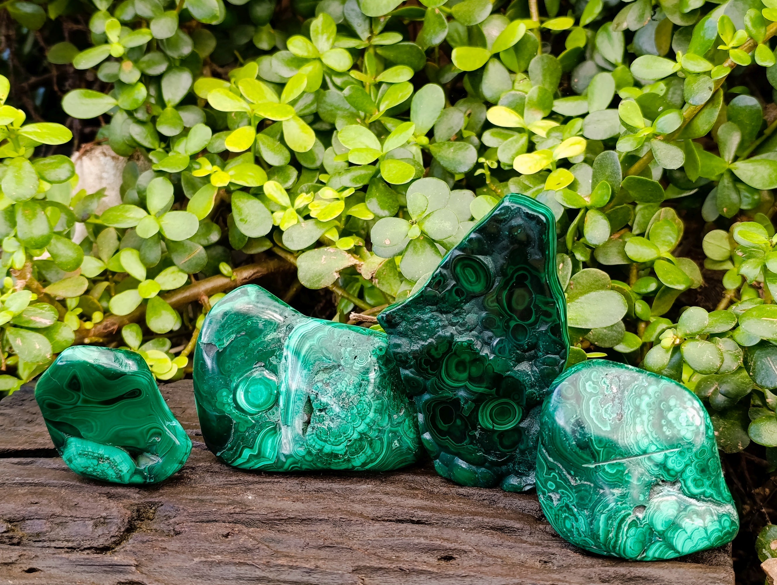 Polished Flower Banded Malachite Free Forms x 4 From Congo - Toprock Gemstones and Minerals 
