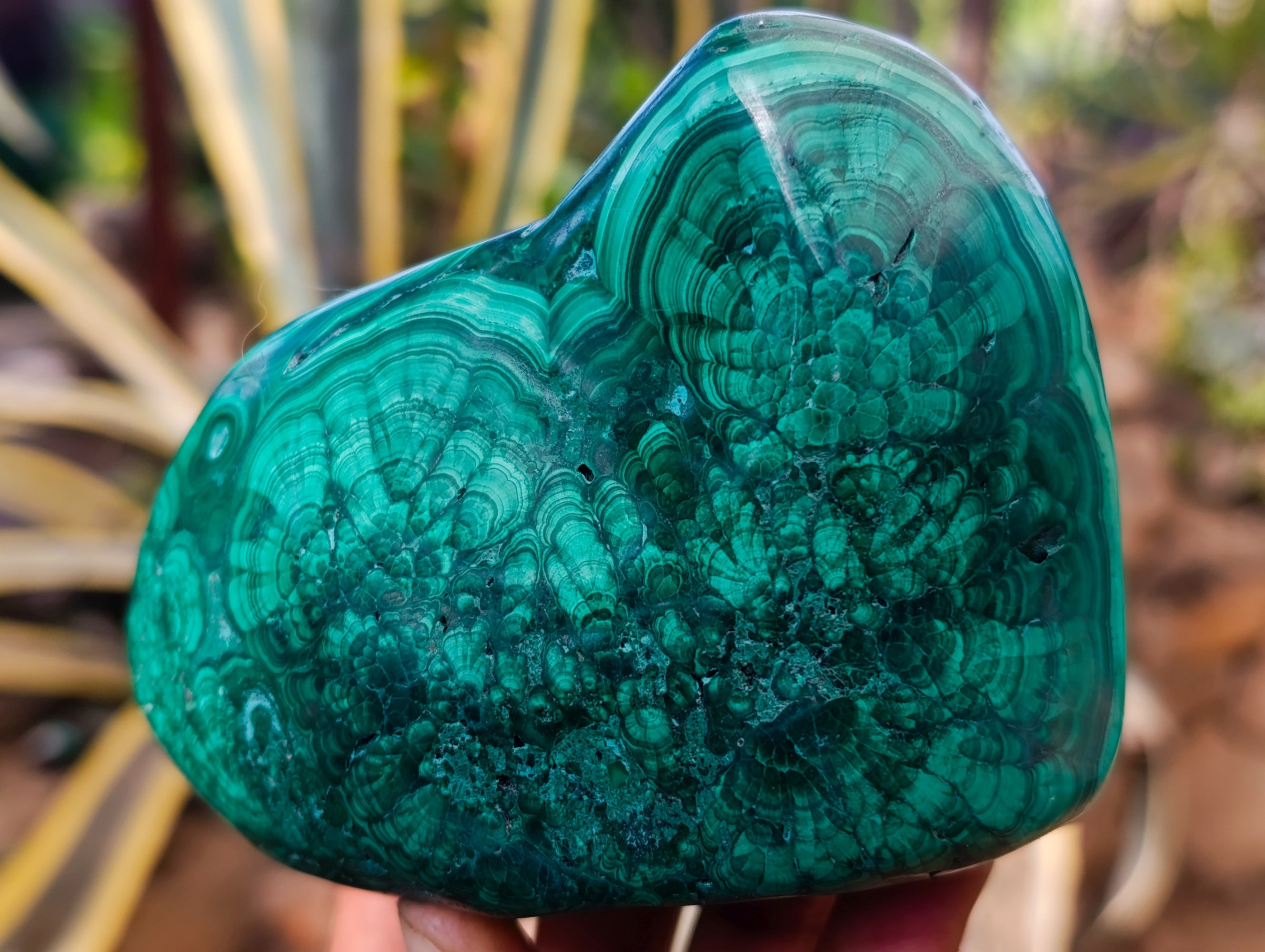 Polished Flower Banded Malachite Free Forms x 4 From Congo - Toprock Gemstones and Minerals 